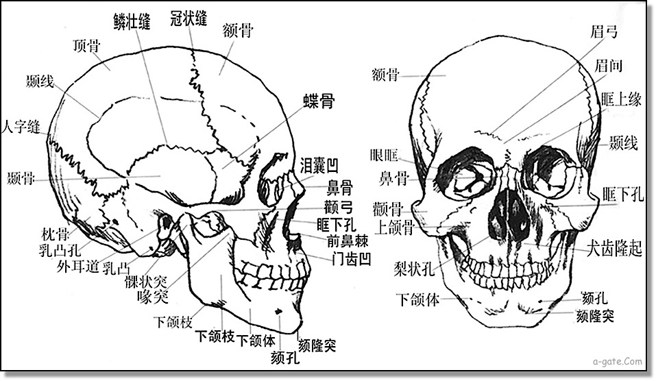 頭面骨骼相法之意義