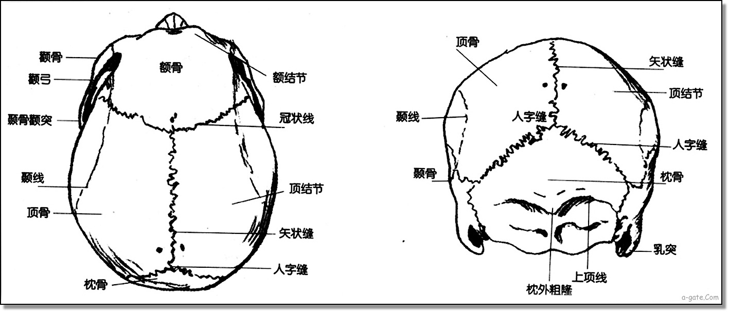 頭面骨骼相法之意義